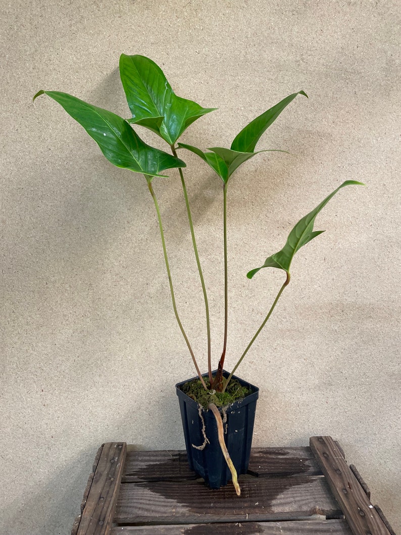 Anthurium Pedatum 2 Starter Plant ALL STARTER PLANTS require you to purchase 2 plants image 4