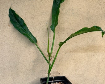 Philodendron lappoanum (ALL PLANTS require you to purchase 2 plants!)