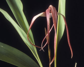 Maxillaria longissima Orchid plant! (ALL ORCHIDS require you to purchase 2 plants!)