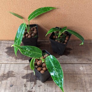 lidl bogenhanf Sansevieria Laurentii (Bogenhanf) | 90 cm