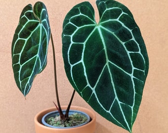 Anthurium crystallinum 2” Starter Plant! (ALL STARTER PLANTS require you to purchase 2 plants!)