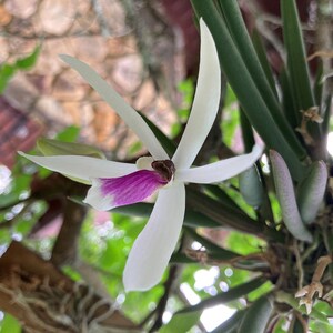 RARE Leptotes bicolor Orchid Plants! (ALL ORCHIDS require you to purchase minimum 2 plants!)