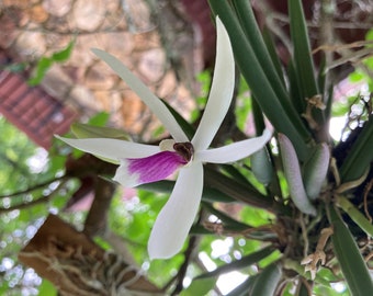 RARE Leptotes bicolor Orchid Plants! (ALL ORCHIDS require you to purchase minimum 2 plants!)