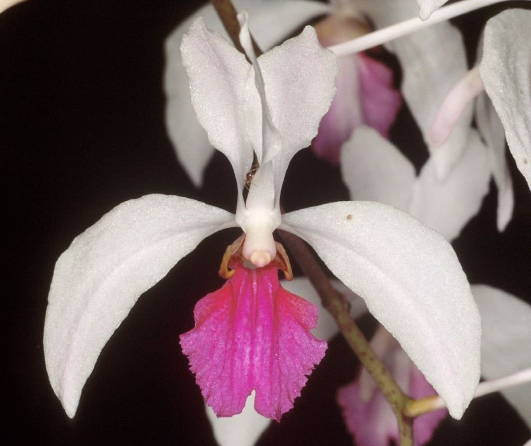 Holcoglossum Kimballiana / Vanda Kimballiana / Mounted Orchid - Etsy