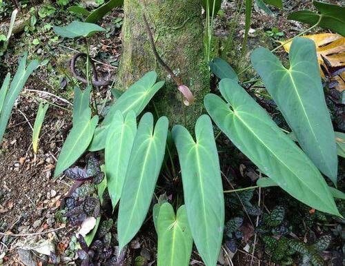 RARE - Anthurium Lucens, Large Seedling - Etsy Australia