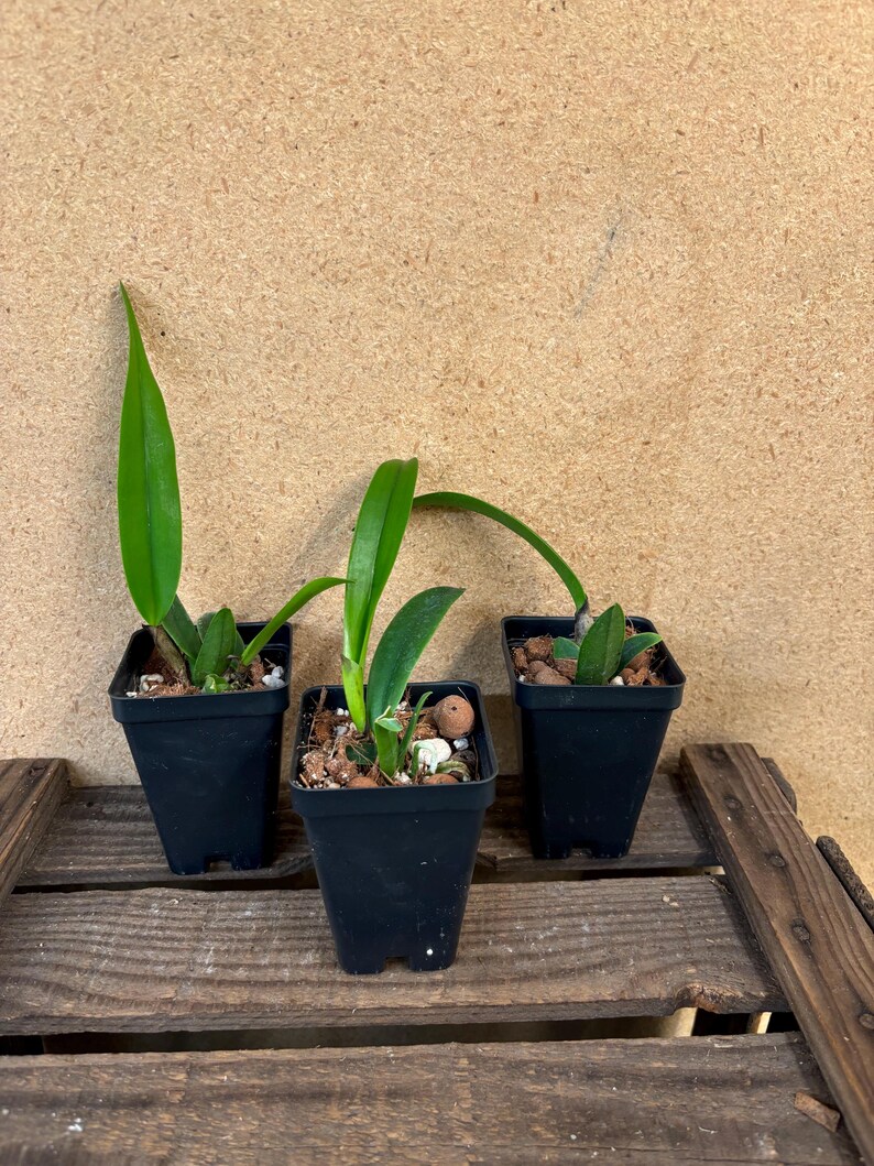 Rlc Rungnapha Fancy Orchid Plug Orchid Plants ALL ORCHIDS Require You