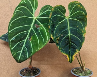 Live Anthurium/philodendron 4" plant / TLC Bundle clearance (ALL PLANTS require you to purchase 2 plants!)