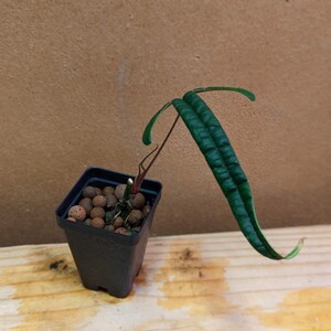 Anthurium Cutucuense - Etsy