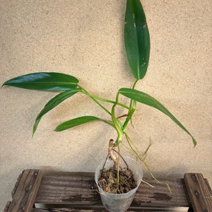 Philodendron bernardopazii 3” pot Starter Plant! (ALL STARTER PLANTS require you to purchase 2 plants!)