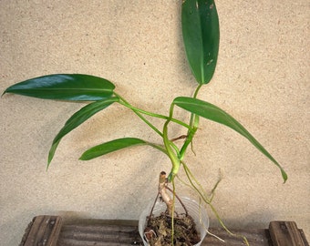 Philodendron bernardopazii 3” pot Starter Plant! (ALL STARTER PLANTS require you to purchase 2 plants!)