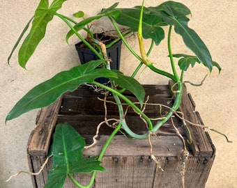 Philodendron Greer Dragon (ALL PLANTS require you to purchase 2 Plants!)