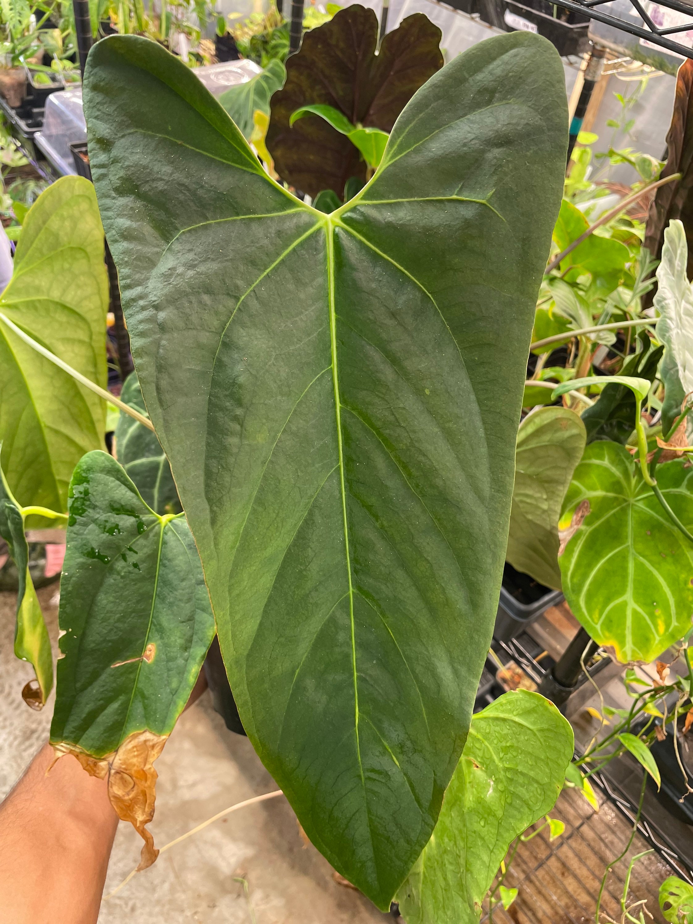 Anthurium NSE Portillae Butt Cutt // Freshly Cut With New Growth Point -  Etsy
