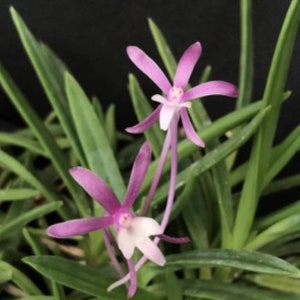 Neofinetia falcata *Pink* Orchid Plants! (ALL ORCHIDS require you to purchase minimum 2 plants!)
