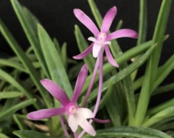 Neofinetia falcata *Pink* Orchid Plants! (ALL ORCHIDS require you to purchase minimum 2 plants!)