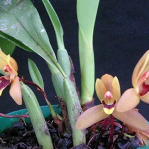 Maxillaria tenuibulbon Orchid plant! (ALL ORCHIDS require you to purchase 2 plants!)