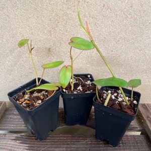 Philodendron recurvifolium 2 pot Starter Plant ALL STARTER PLANTS require you to purchase 2 plants image 3