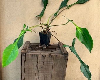 Philodendron joepii 2” pot Starter Plant! (ALL STARTER PLANTS require you to purchase 2 plants!)