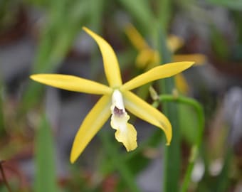 laelia harmill x brassavola nodosa Orchid Plants! (ALL ORCHIDS require you to purchase minimum 2 plants!)