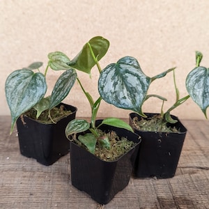 Philodendron Brandtianum / Philo Brandi 2” pot Starter Plant! (ALL STARTER PLANTS require you to purchase 2 plants!)