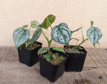 Philodendron Brandtianum / Philo Brandi 2” pot Starter Plant! (ALL STARTER PLANTS require you to purchase 2 plants!)