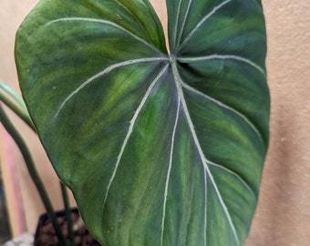 Philodendron Gloriosum Starter Plant! (ALL STARTER PLANTS require you to purchase 2 Plants!)