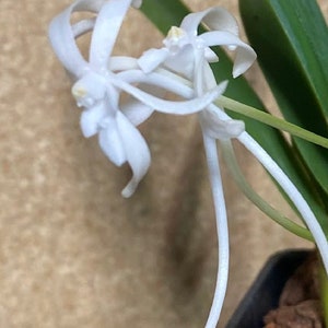 Neofinetia Falcata WHITE / Vanda falcata Orchid Plants! (ALL ORCHIDS require you to purchase minimum 2 plants!)