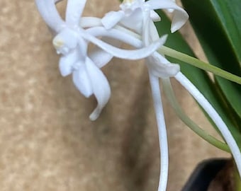 Neofinetia Falcata WHITE / Vanda falcata Orchid Plants! (ALL ORCHIDS require you to purchase minimum 2 plants!)