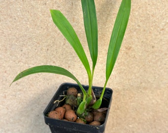 Maxillaria longissima Orchid plant! (ALL ORCHIDS require you to purchase 2 plants!)