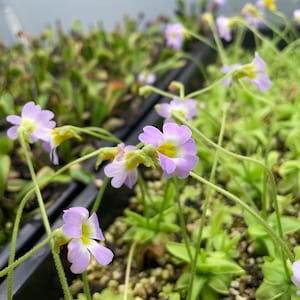 Pinguicula primuflora / butterwort carnivorous plant! 2” Starter Plant! (ALL STARTER PLANTS require you to purchase 2 plants!)