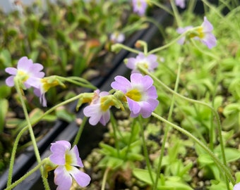 Pinguicula primuflora / butterwort carnivorous plant! 2” Starter Plant! (ALL STARTER PLANTS require you to purchase 2 plants!)