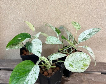 Epipremnum pinnatum marble 3” / Rare variegated Starter Plant! (ALL STARTER PLANTS require you to purchase 2 Plants!)