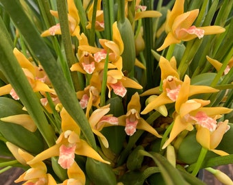 Maxillaria tenuifolia 'Yamada' AM/AOS, blooming size Orchid plant! (All ORCHIDS require you to purchase 2 plants!)