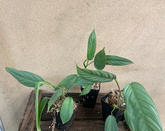 Philodendron genevivianum 3” pot Starter Plant! (ALL STARTER PLANTS require you to purchase 2 plants!)