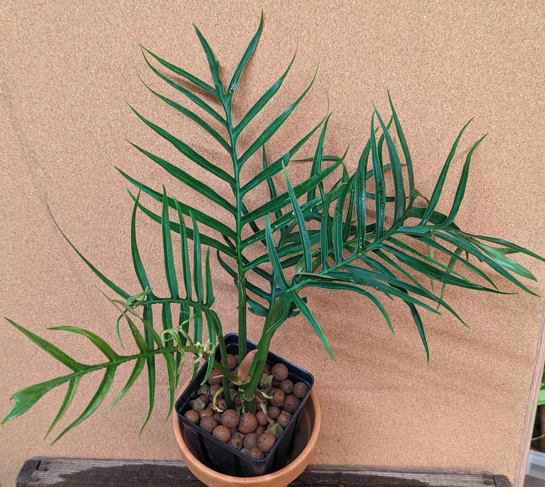 Philodendron Tortum - Etsy