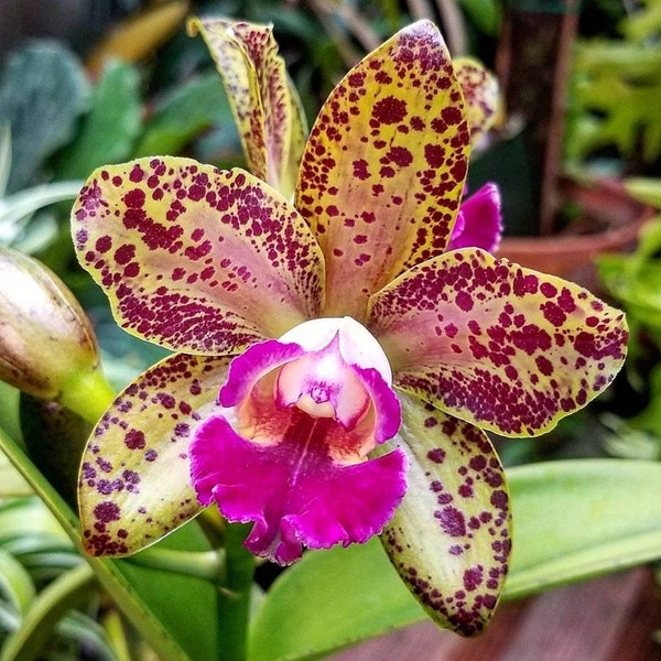 Rlc. Waianae Leopard 'Ching Hua' (ALL ORCHIDS require you to purchase minimum 2 plants!)