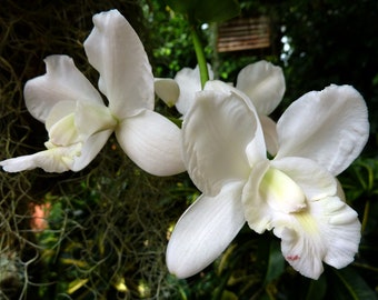 Cattleya walkeriana var. alba 'Pendentive' AM/AOS / Easy Growing Orchid / Compact Grower