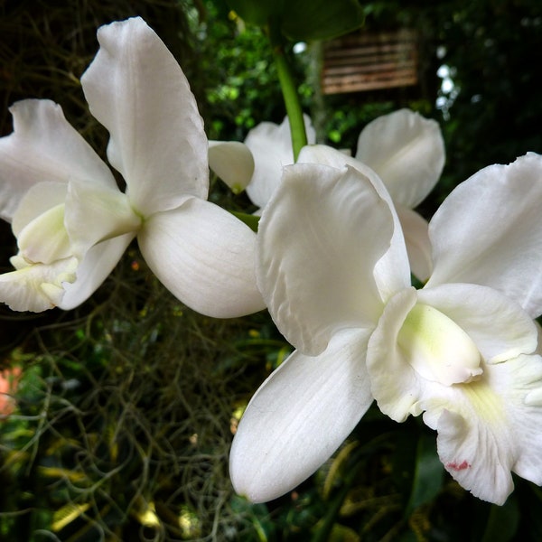 Cattleya walkeriana var. alba 'Pendentive' AM/AOS / Easy Growing Orchid / Compact Grower