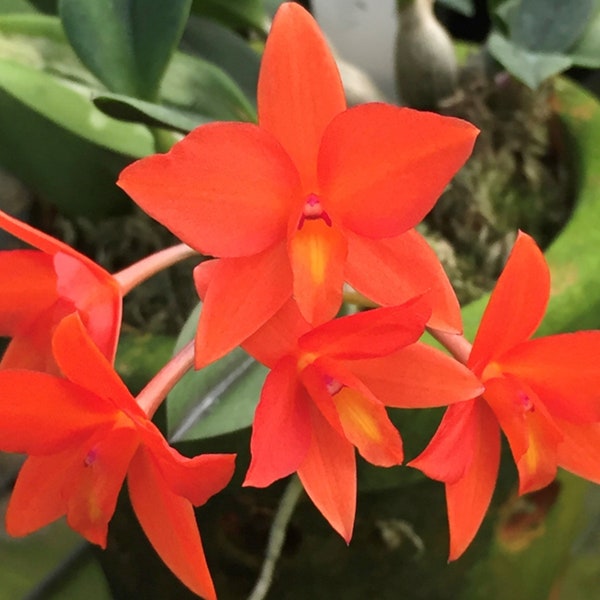 Cattleya Orchid Bright Spark / Orchid Plants! (ALL ORCHIDS require you to purchase minimum 2 plants!)