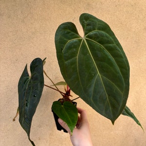 Anthurium (zara X Michelle) X Papillilaminum - Etsy