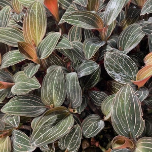Jewel Orchid - Ludisia discolor, & nigrescens 2” Starter Plant! (ALL STARTER PLANTS require you to purchase 2 plants!)