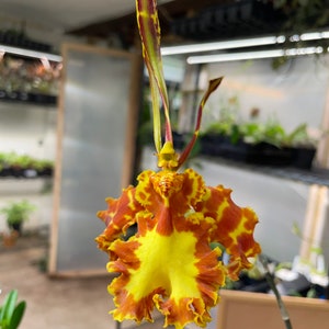 Psychopsis Memorial Bill Carter Orchid Plants! (ALL ORCHIDS require you to purchase minimum 2 plants!)