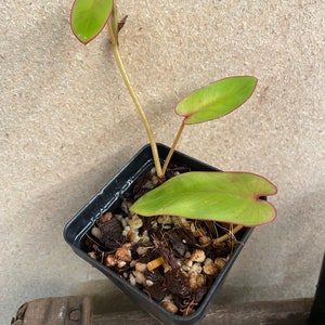 Philodendron recurvifolium 2 pot Starter Plant ALL STARTER PLANTS require you to purchase 2 plants image 2