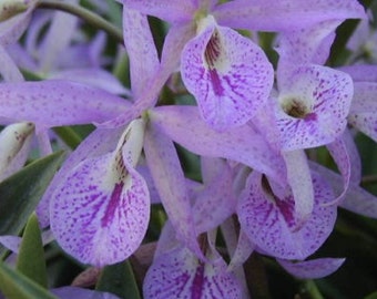 Brassanthe Maikai Orchid Plants! (ALL ORCHIDS require you to purchase minimum 2 plants!)