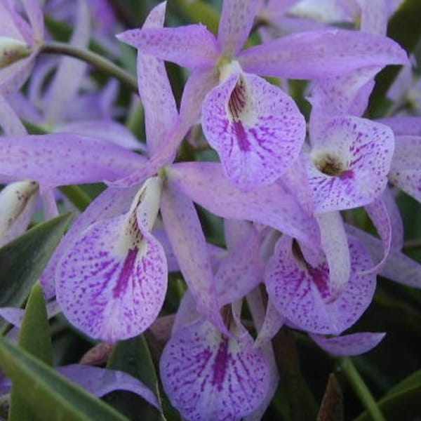 Brassanthe Maikai Orchid Plants! (ALL ORCHIDS require you to purchase minimum 2 plants!)