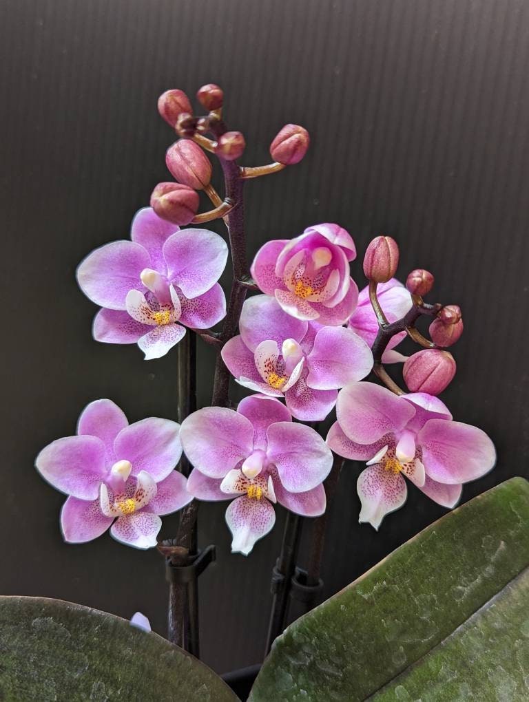 Phalaenopsis Jiaho's Pink Girl / Valentine's Day orchid/ IN Phalaenopsis Jiaho's Pink Girl / Valentine's Day orchid/ IN