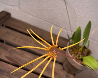 Bulbophyllum makoyanum Orchid Plants! (ALL ORCHIDS require you to purchase minimum 2 plants!)