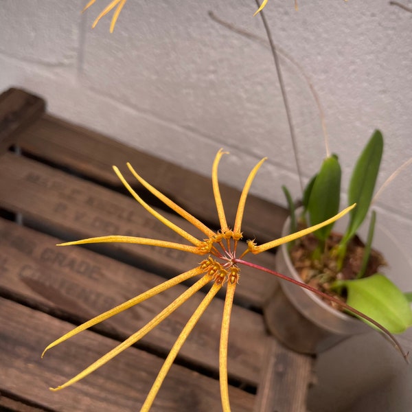 Bulbophyllum makoyanum Orchid Plants! (ALL ORCHIDS require you to purchase minimum 2 plants!)