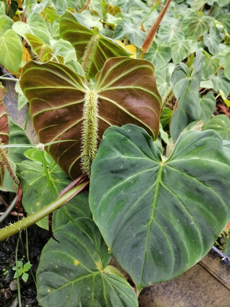 Philodendron Fibrosum - Etsy