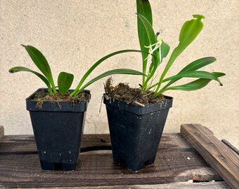 Masdevallia pescadoensis (ALL ORCHIDS require you to purchase minimum 2 plants!)