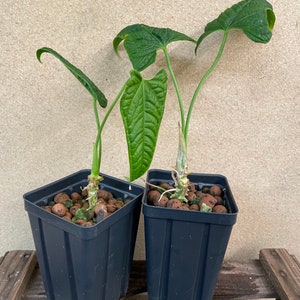 Anthurium Lappoanum Seedling / Rare (ALL PLANTS require you to purchase 2 plants!)